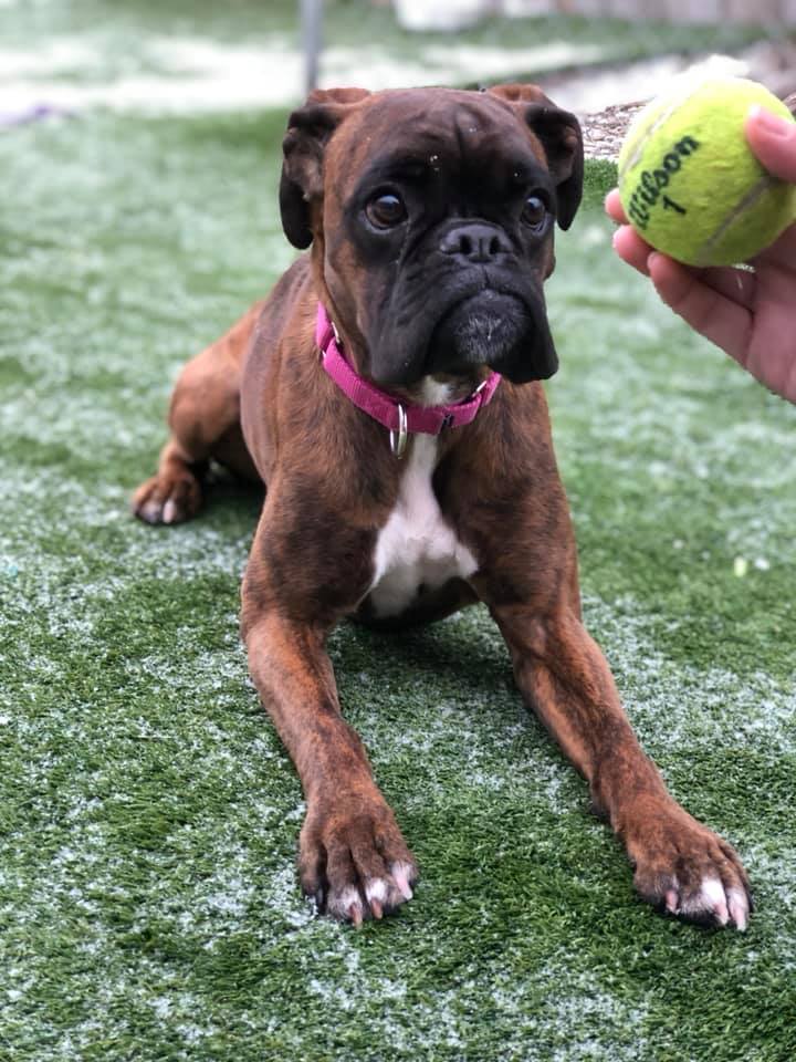 Image of a Dog looking at ball