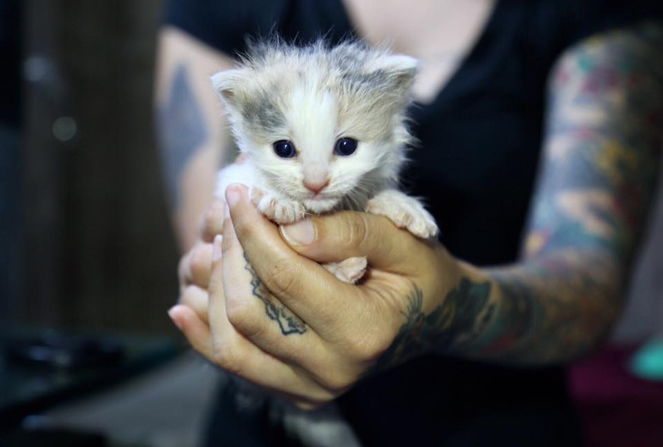 A girl holding a kitten in her hand