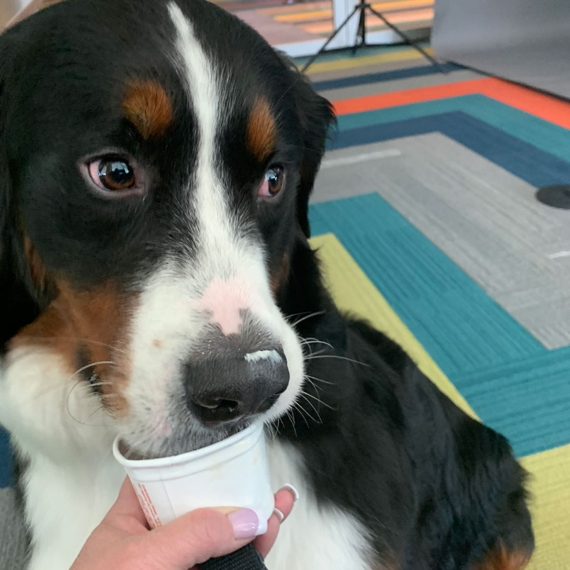 Image of Dog eating Ice-cream