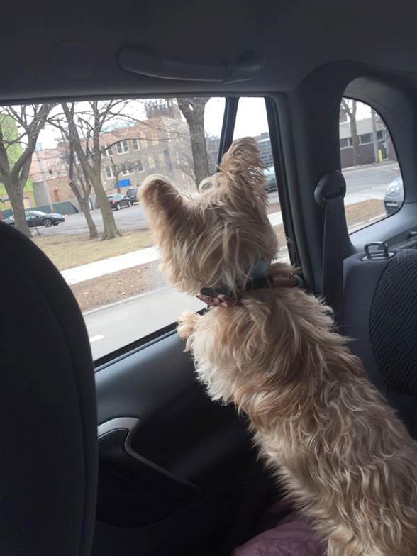 Image of Dog looking outside of window